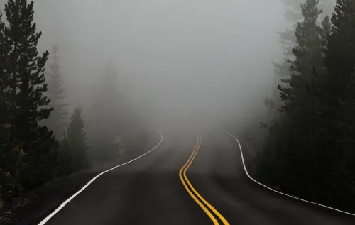 Leere Landstraße mit gelben Mittellinien verschwindet im Nebel zwischen Nadelbäumen