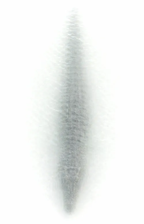 Schwimmende Siluette eines Krokodils, das durchs Wasser schwimmt.