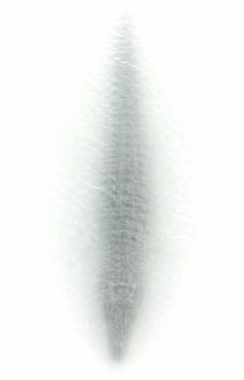 Schwimmende Siluette eines Krokodils, das durchs Wasser schwimmt.
